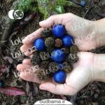 رودراکشا RODRAKSHA